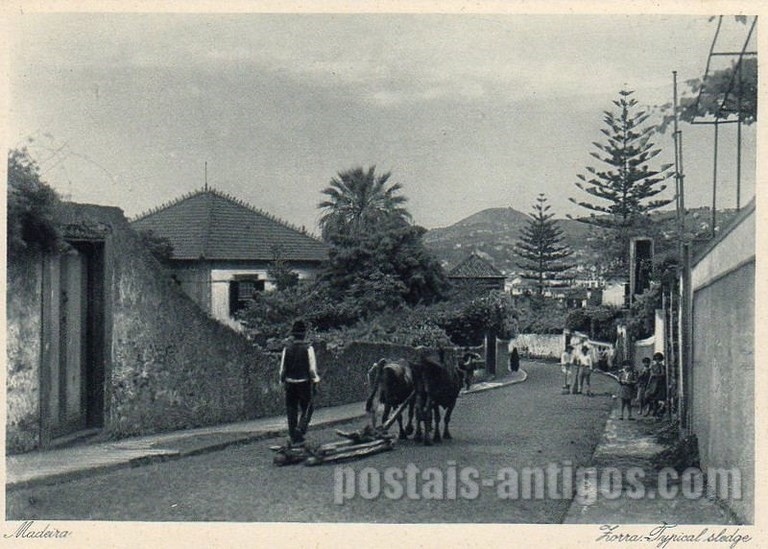 Bilhete postal ilustrado de Funchal, Madeira, zorra | Portugal em postais antigos 