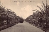 Bilhete postal de Faro: Alameda - Rua das Palmeiras | Portugal em postais antigos